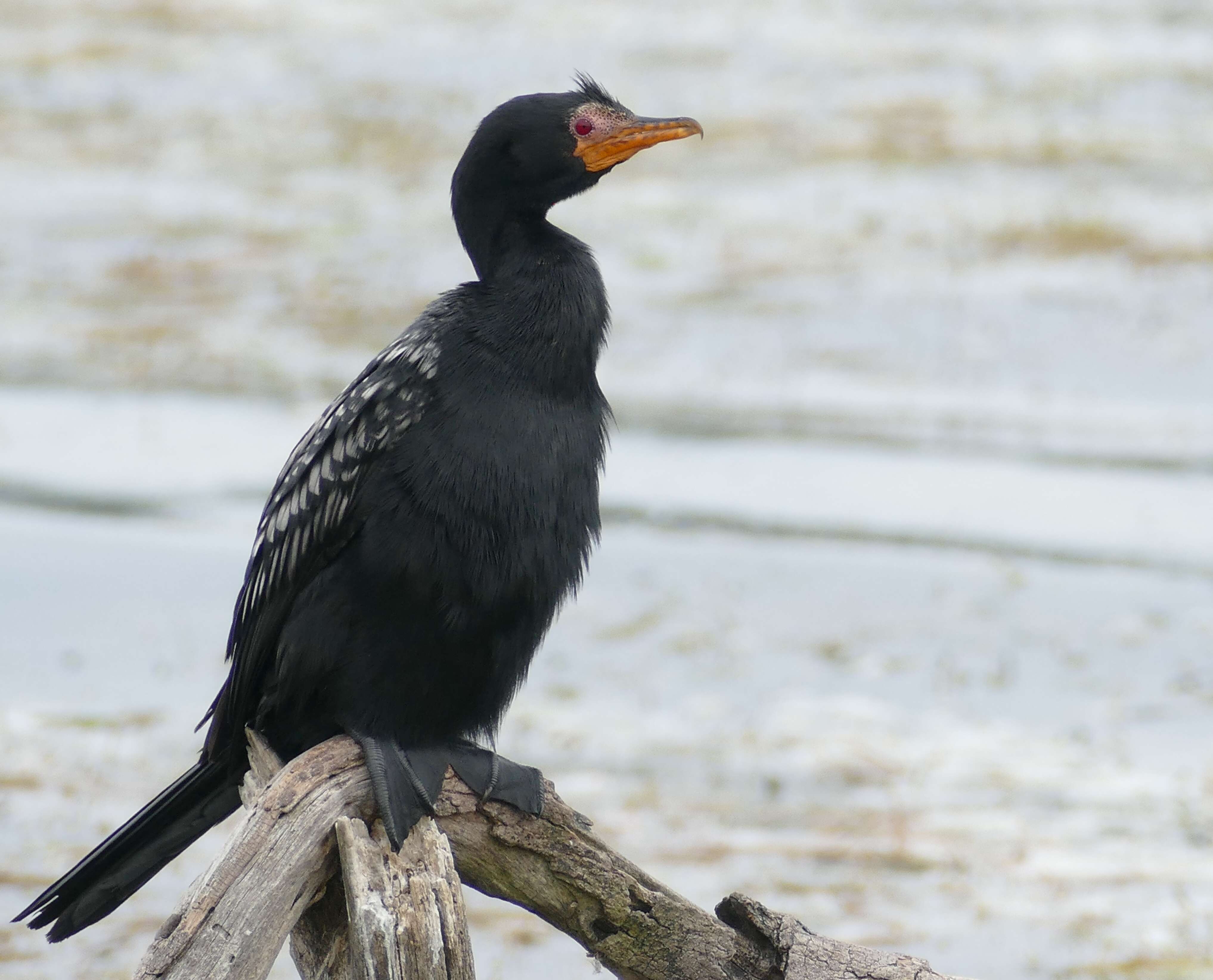 Image of Long-tailed Cormorant