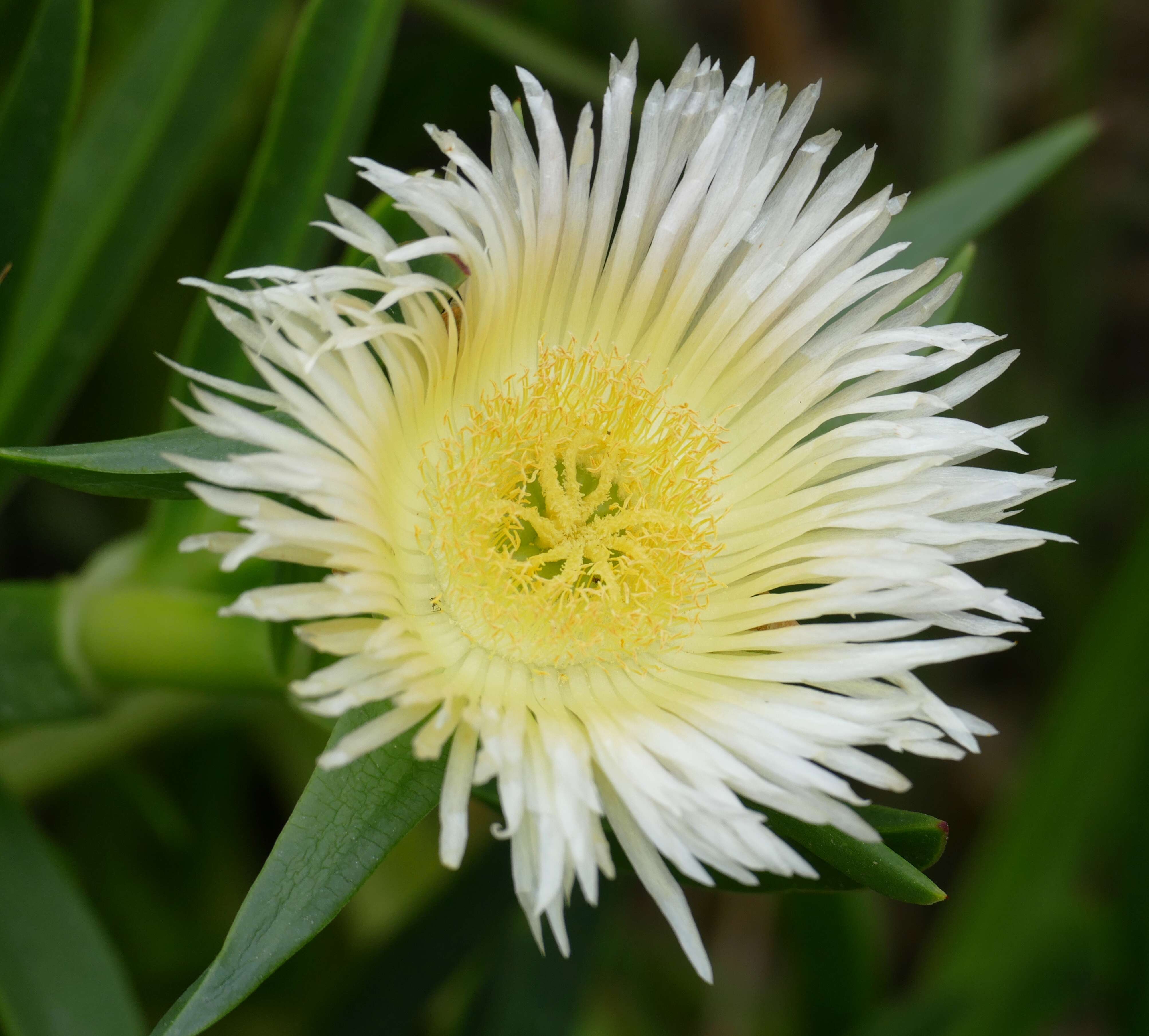 Image of hottentot fig