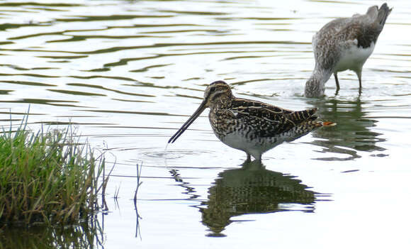 Gallinago nigripennis Bonaparte 1839 resmi