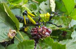 Plancia ëd Phymateus (Phymateus) viridipes Stål 1873