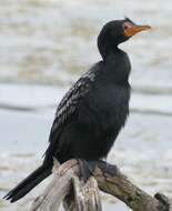 Image of Long-tailed Cormorant