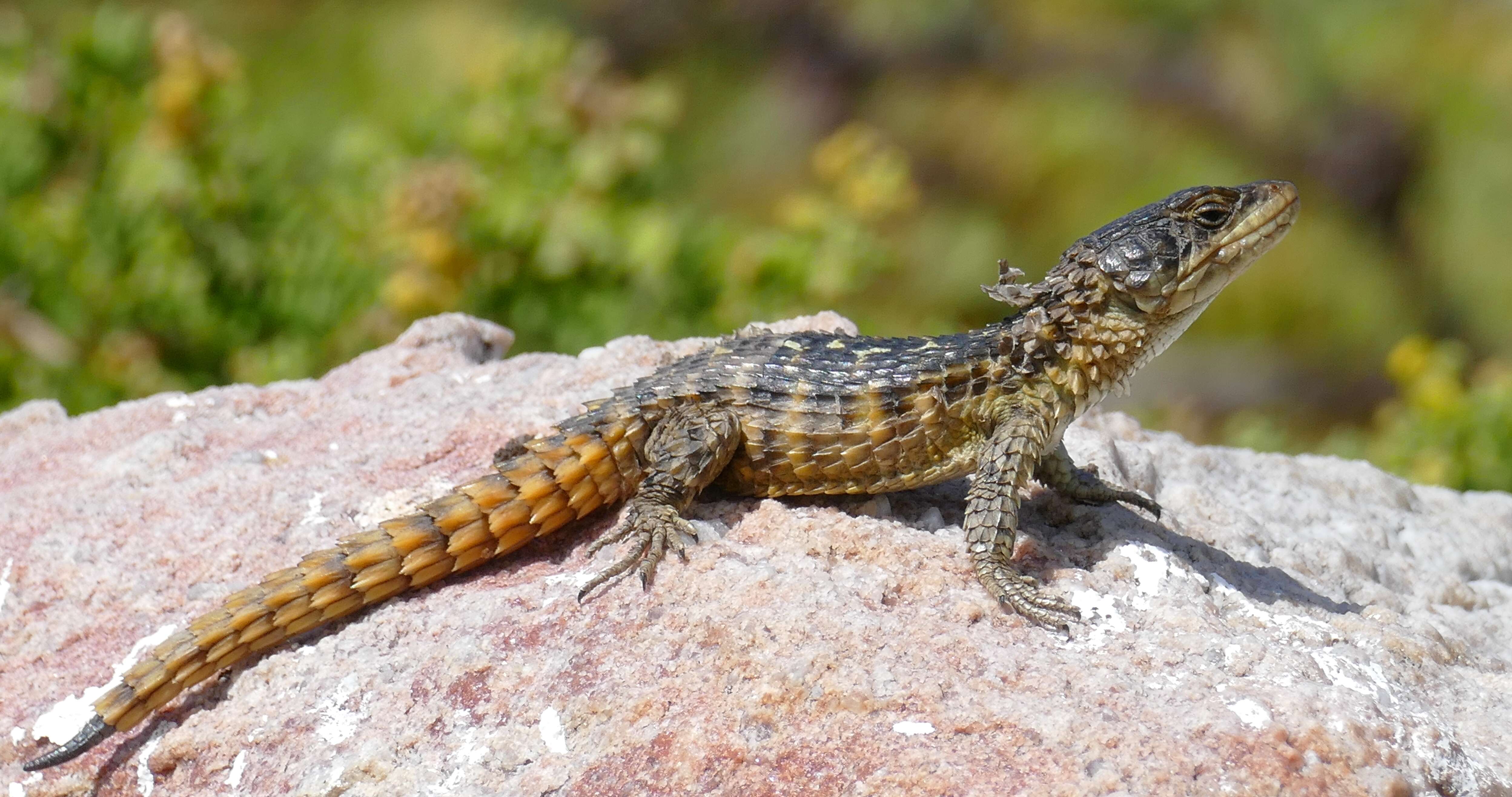 Image of Cape Girdled Lizard