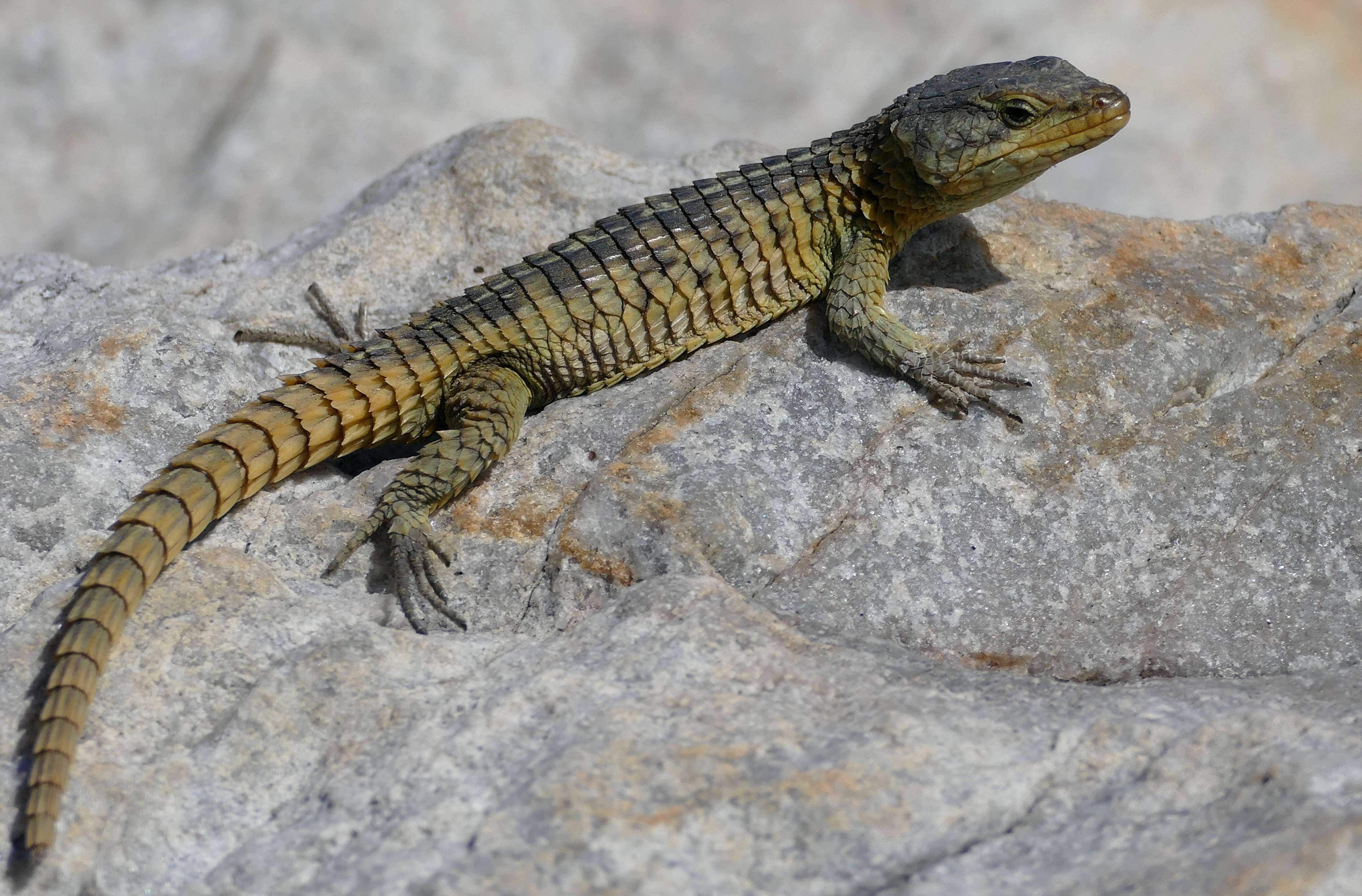 Image of Cape Girdled Lizard