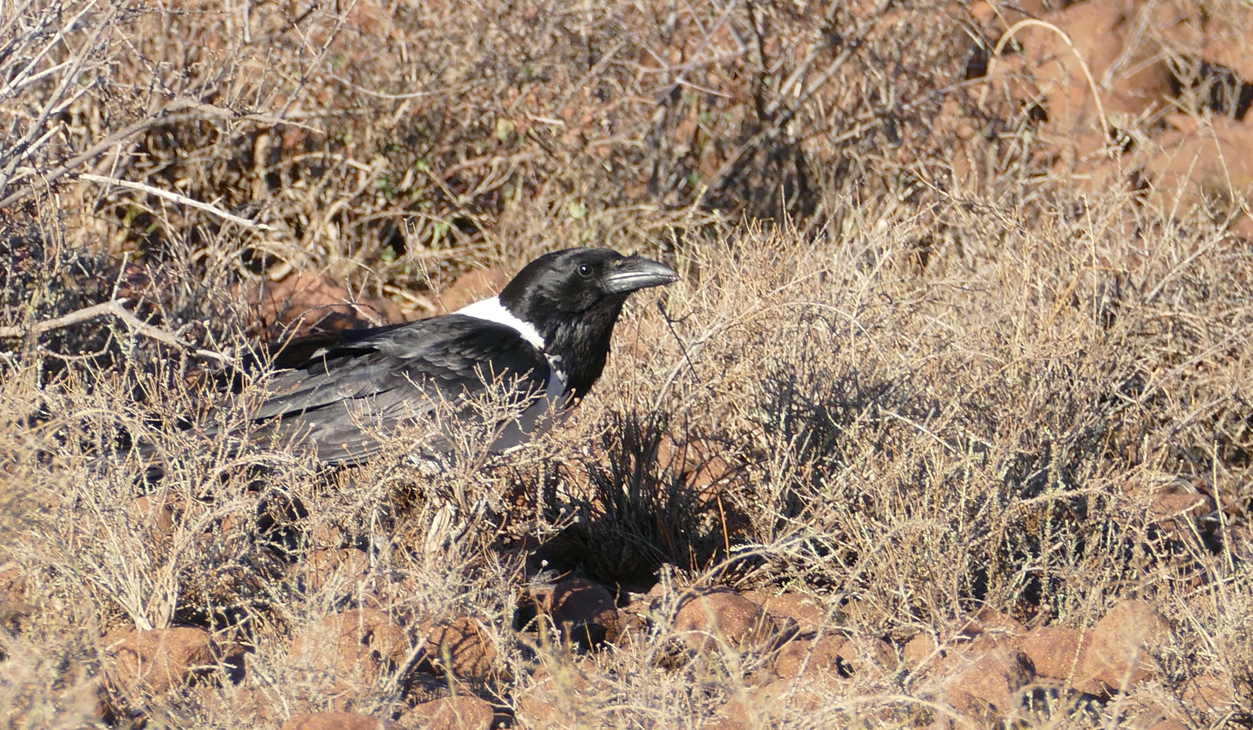 Image of Pied Crow