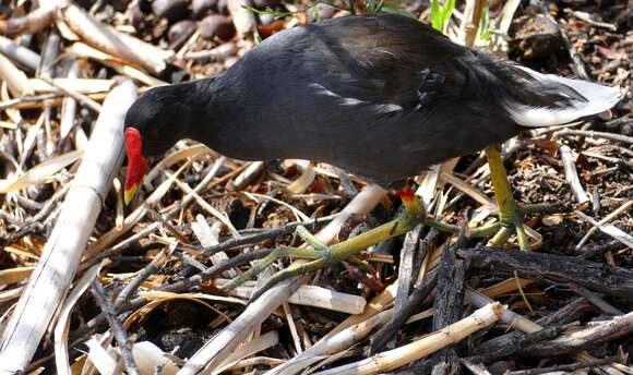 Image of Common Moorhen