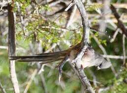 Image of White-backed Mousebird