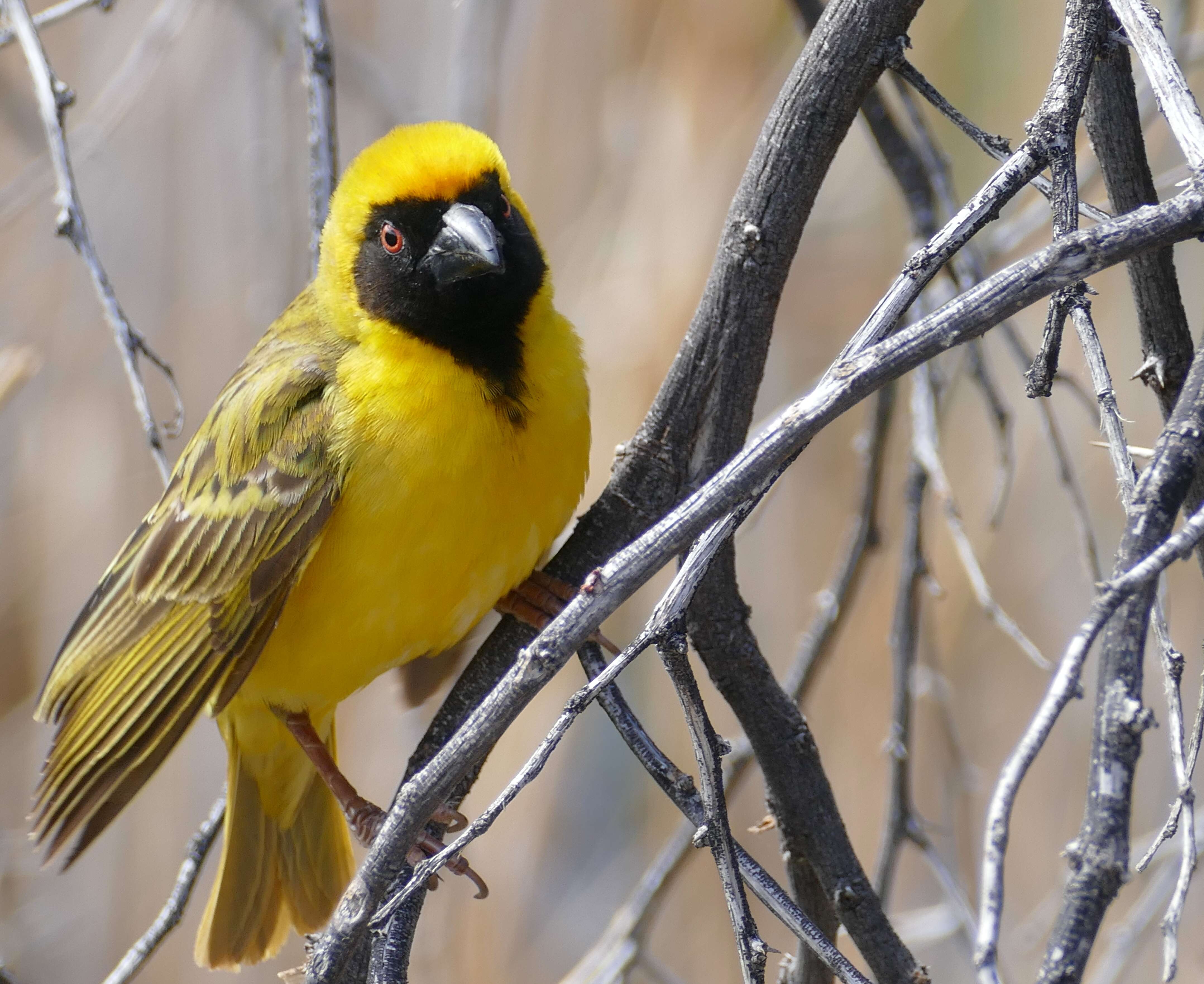 Image of African Masked Weaver