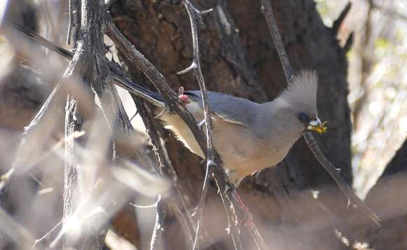 Image of White-backed Mousebird