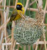 Image of African Masked Weaver