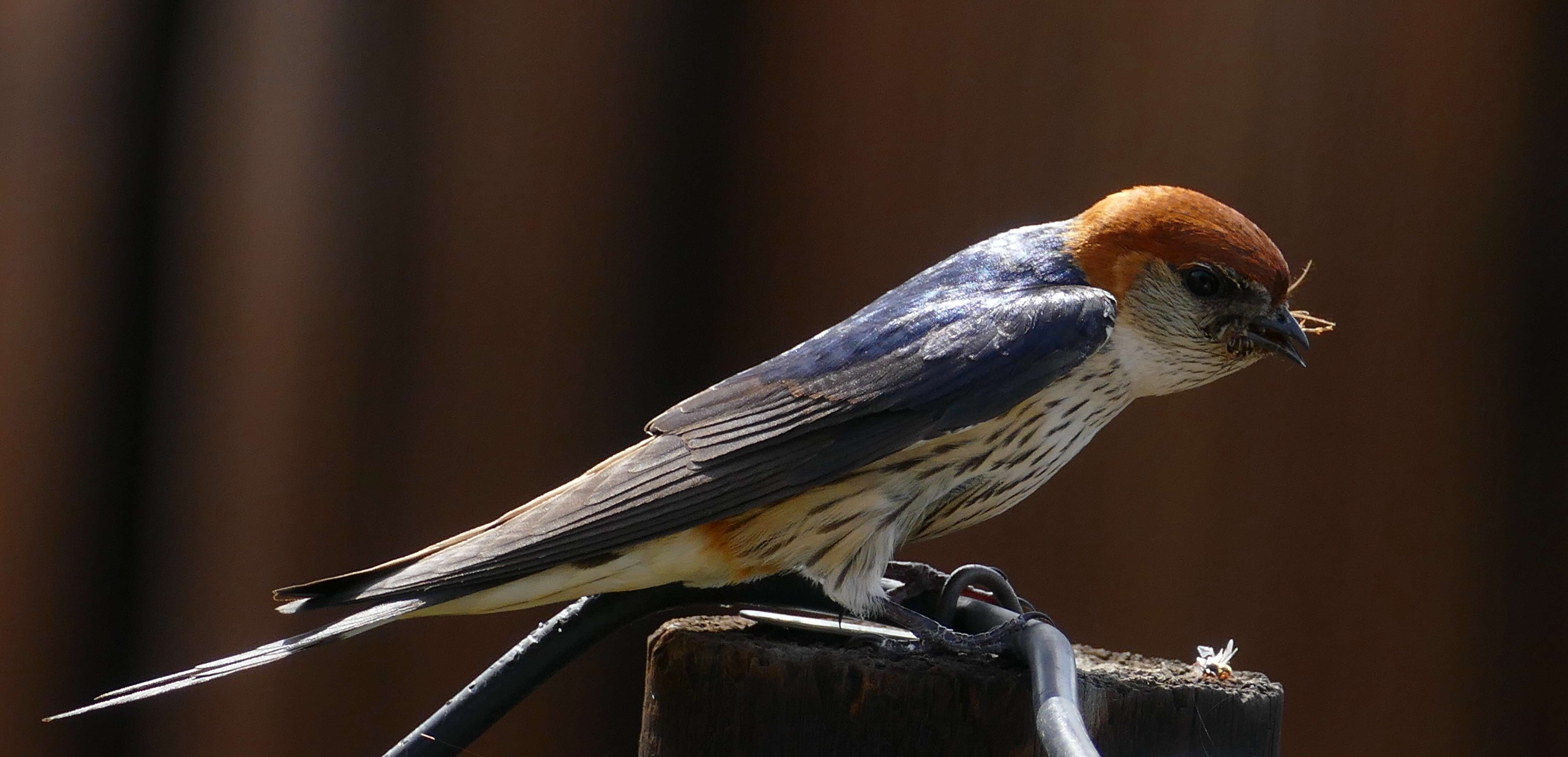 Image of Greater Striped Swallow