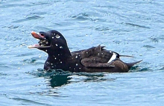 Image of White-winged Scoter