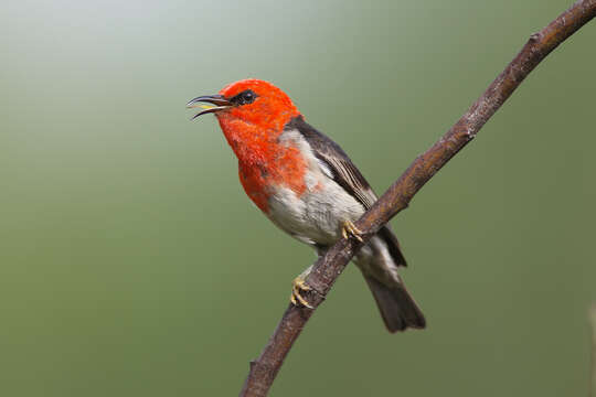 Image of Scarlet Honeyeater