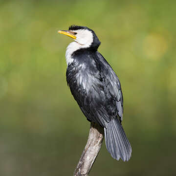 Image of Little Pied Cormorant