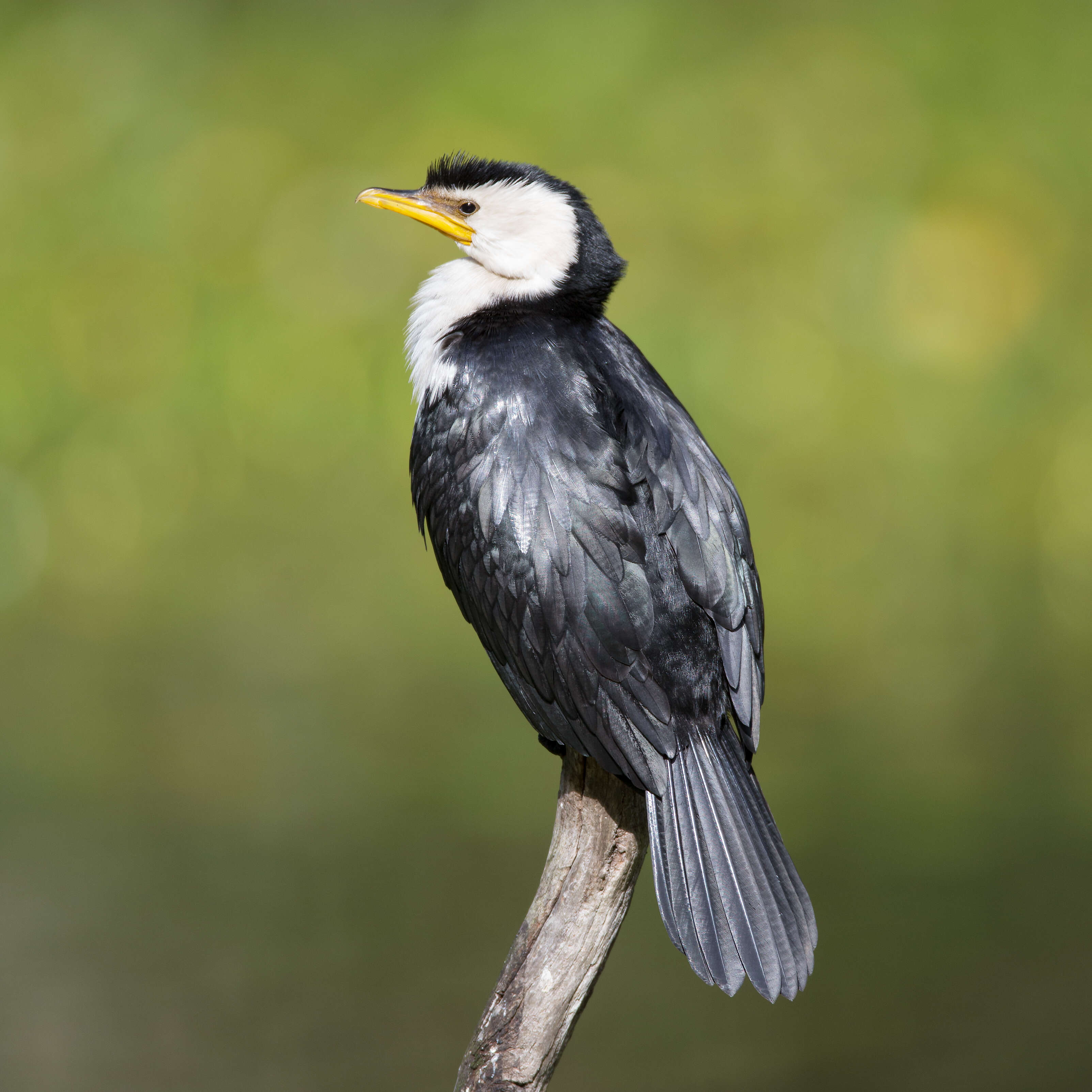 Image of Little Pied Cormorant