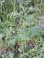 Image of bur chervil