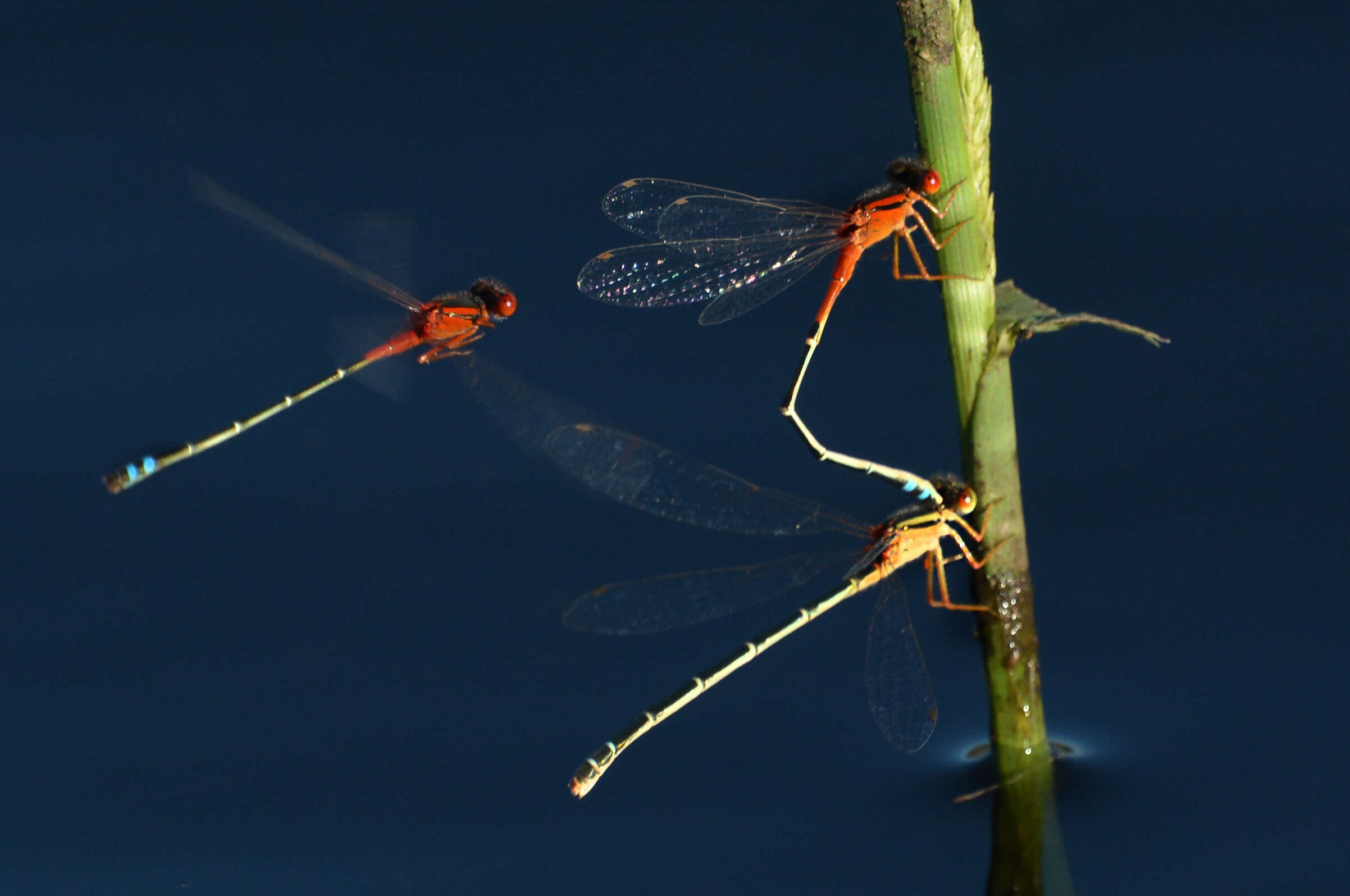 Image of Xanthagrion Selys 1876