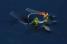 Image of Xanthagrion Selys 1876