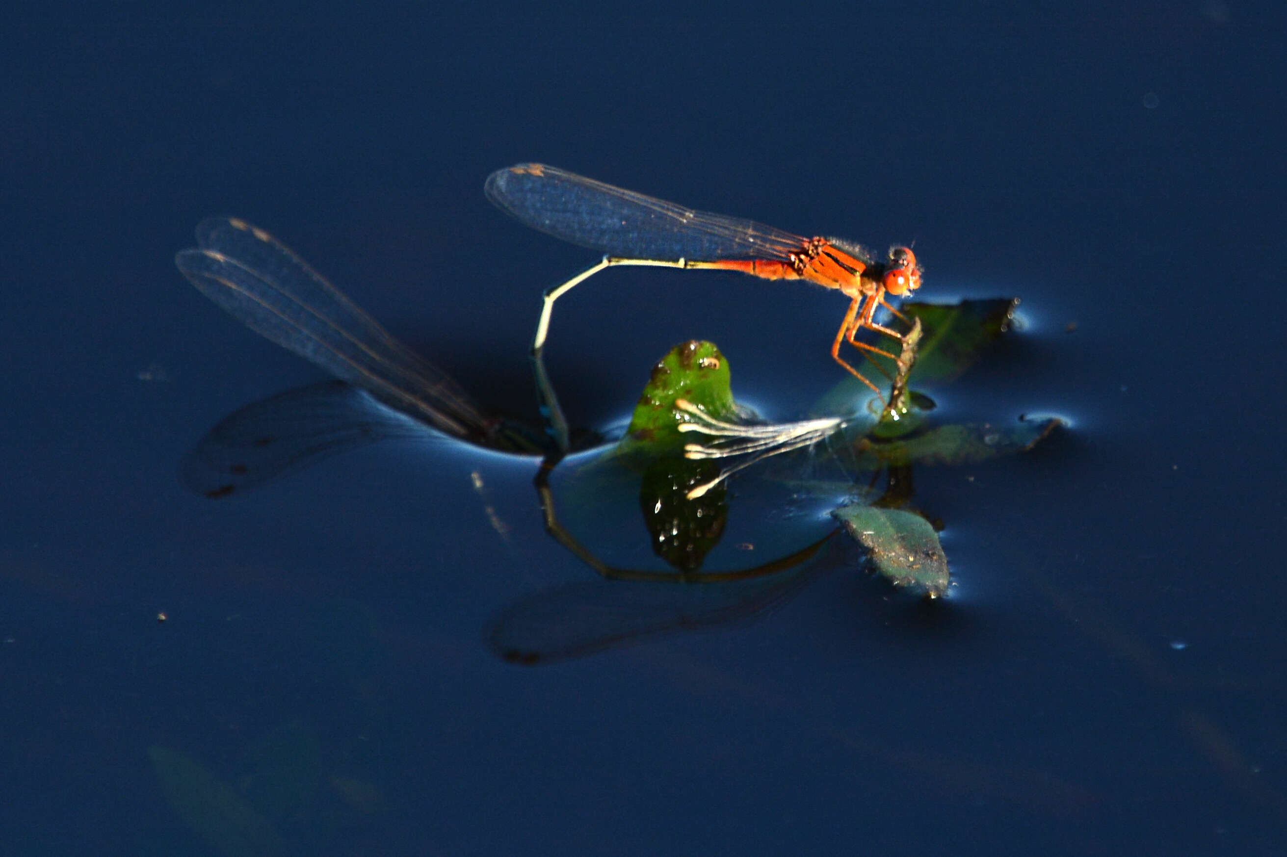 Image of Xanthagrion Selys 1876