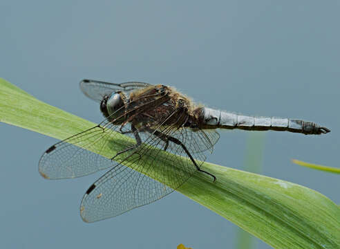 Image of Blue Chaser