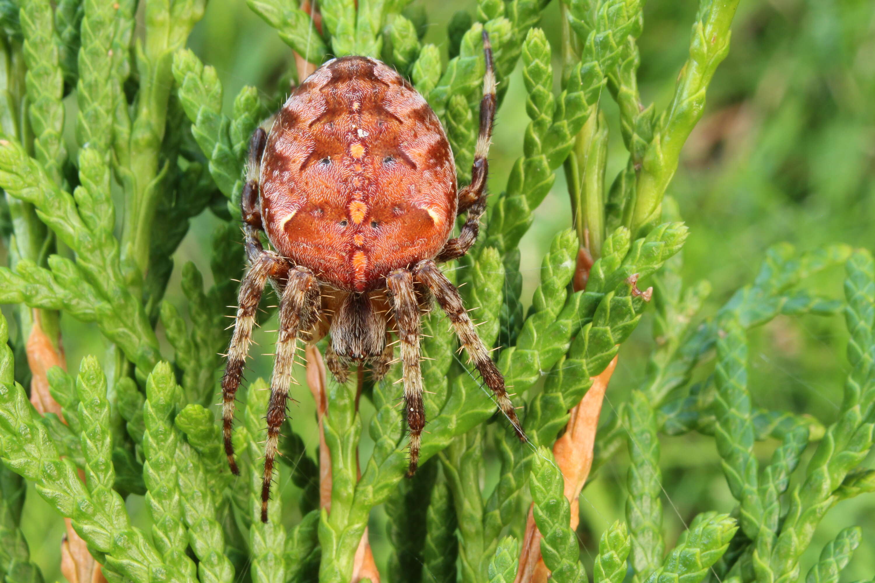 Image of Garden spider