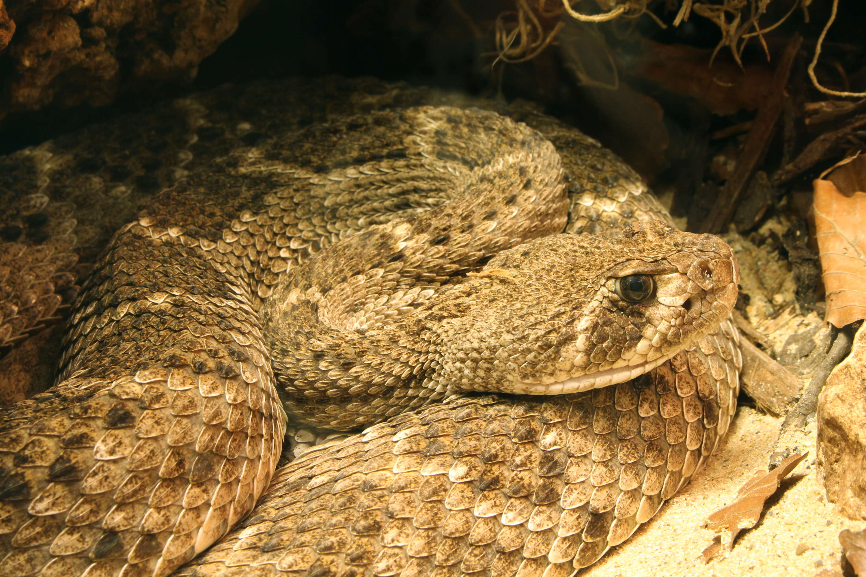 Image of Western Diamond-backed Rattlesnake