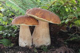 Image of Cep