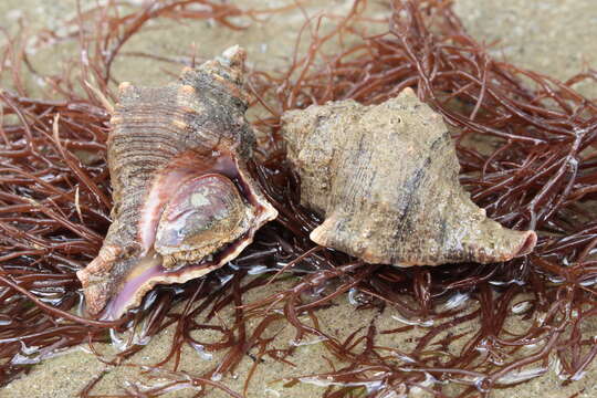 Image of banded dye-murex