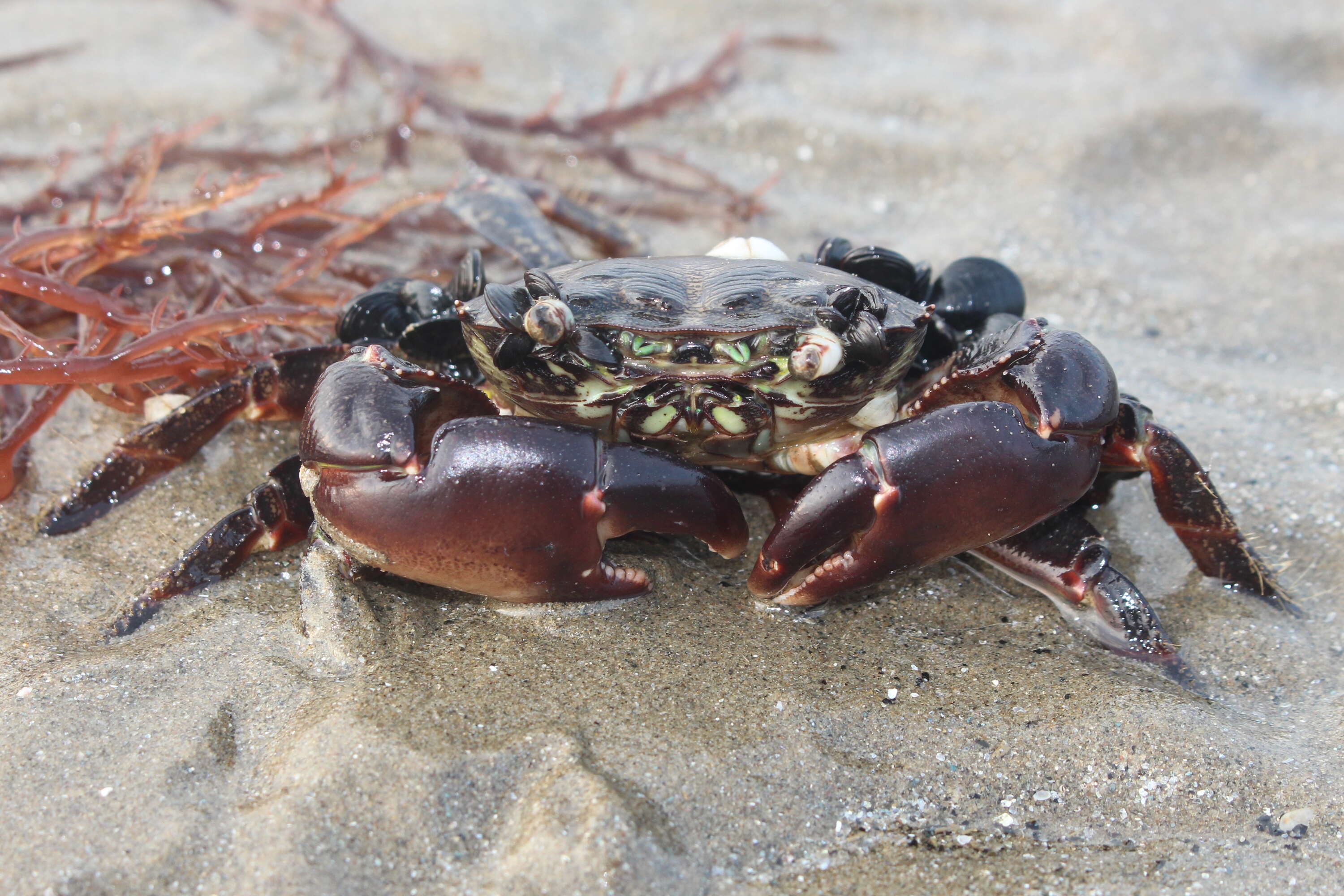 Image of marbled rock crab