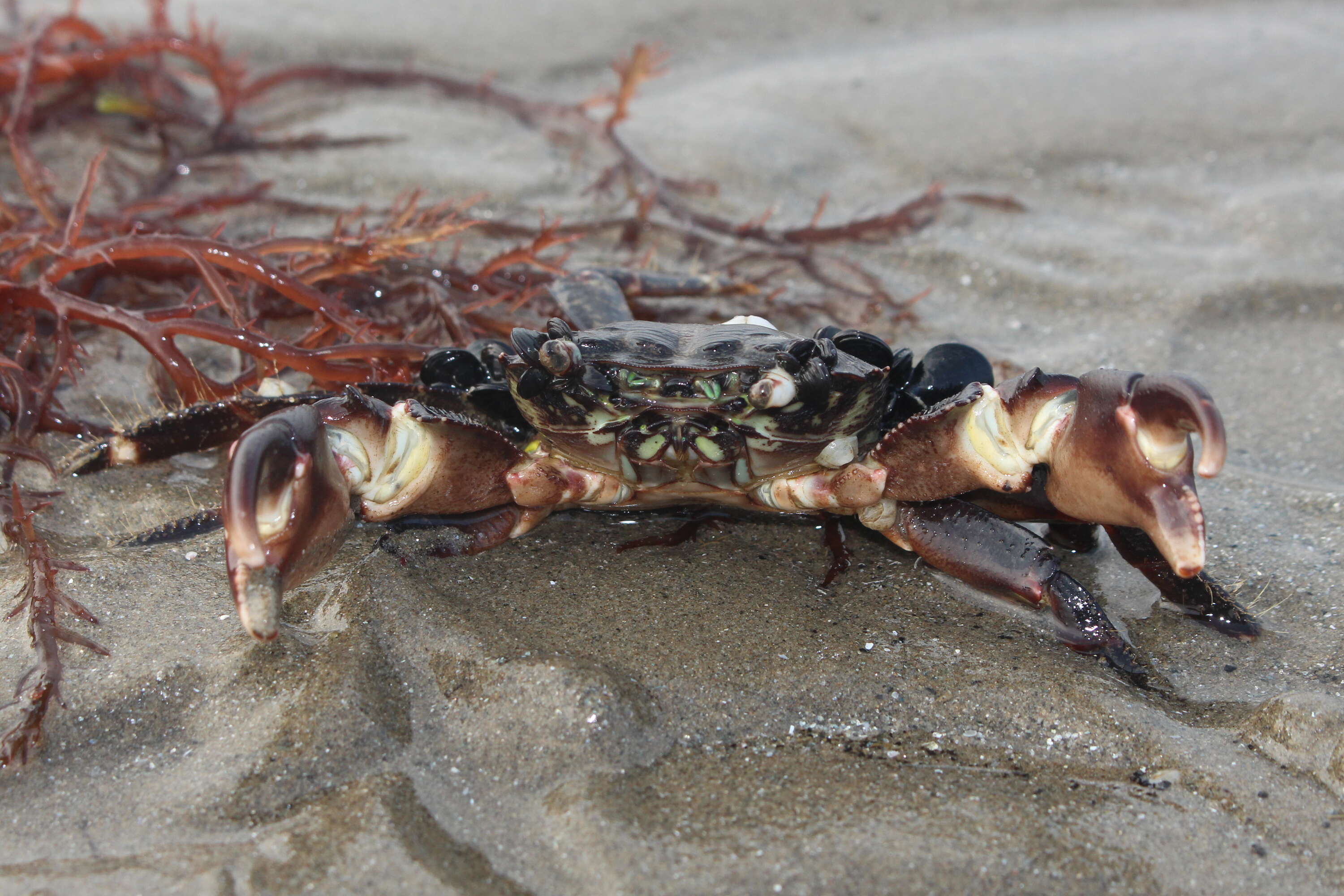 Image of marbled rock crab