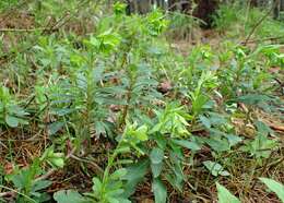 Image of Wood Spurge