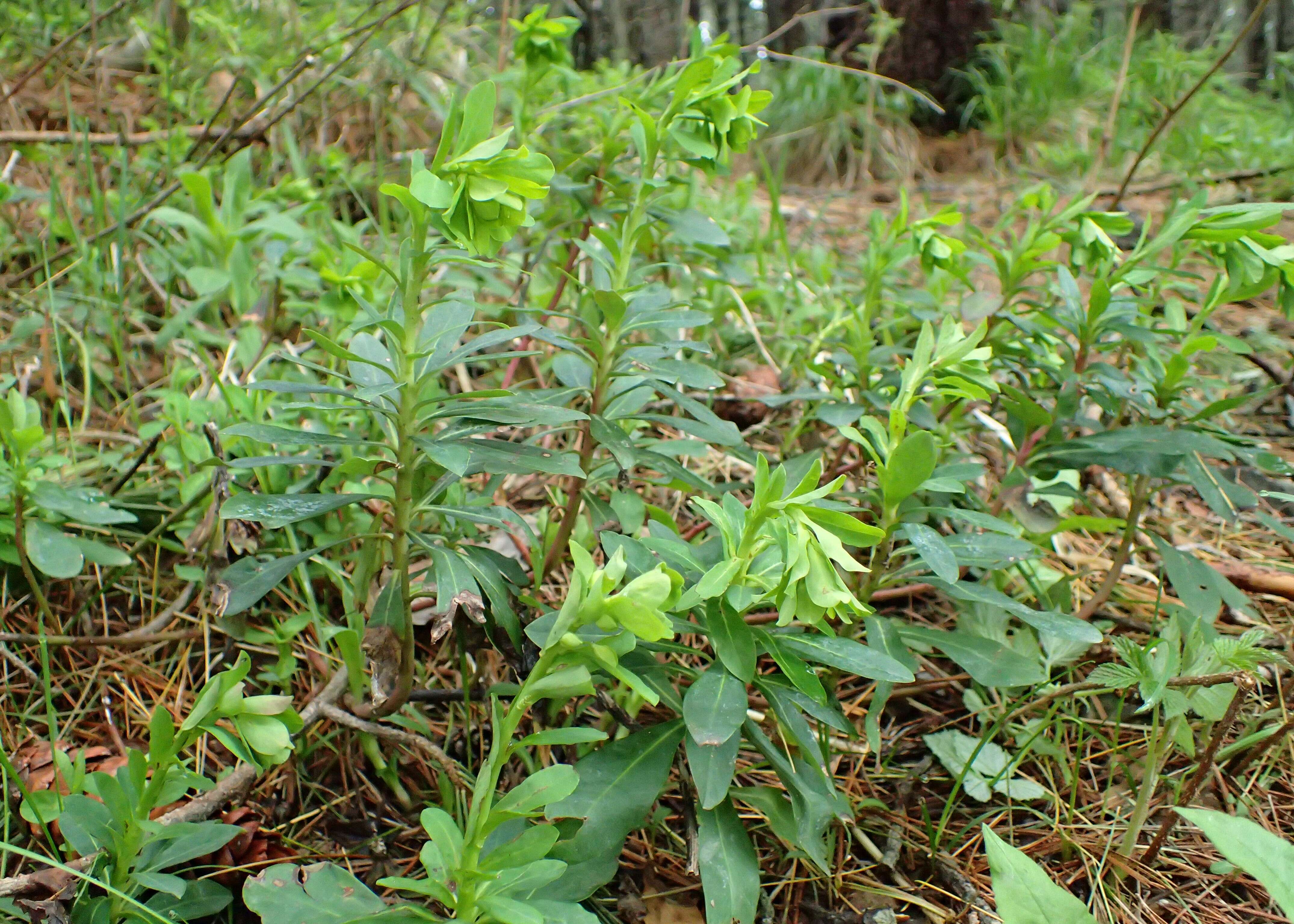 Image of Wood Spurge