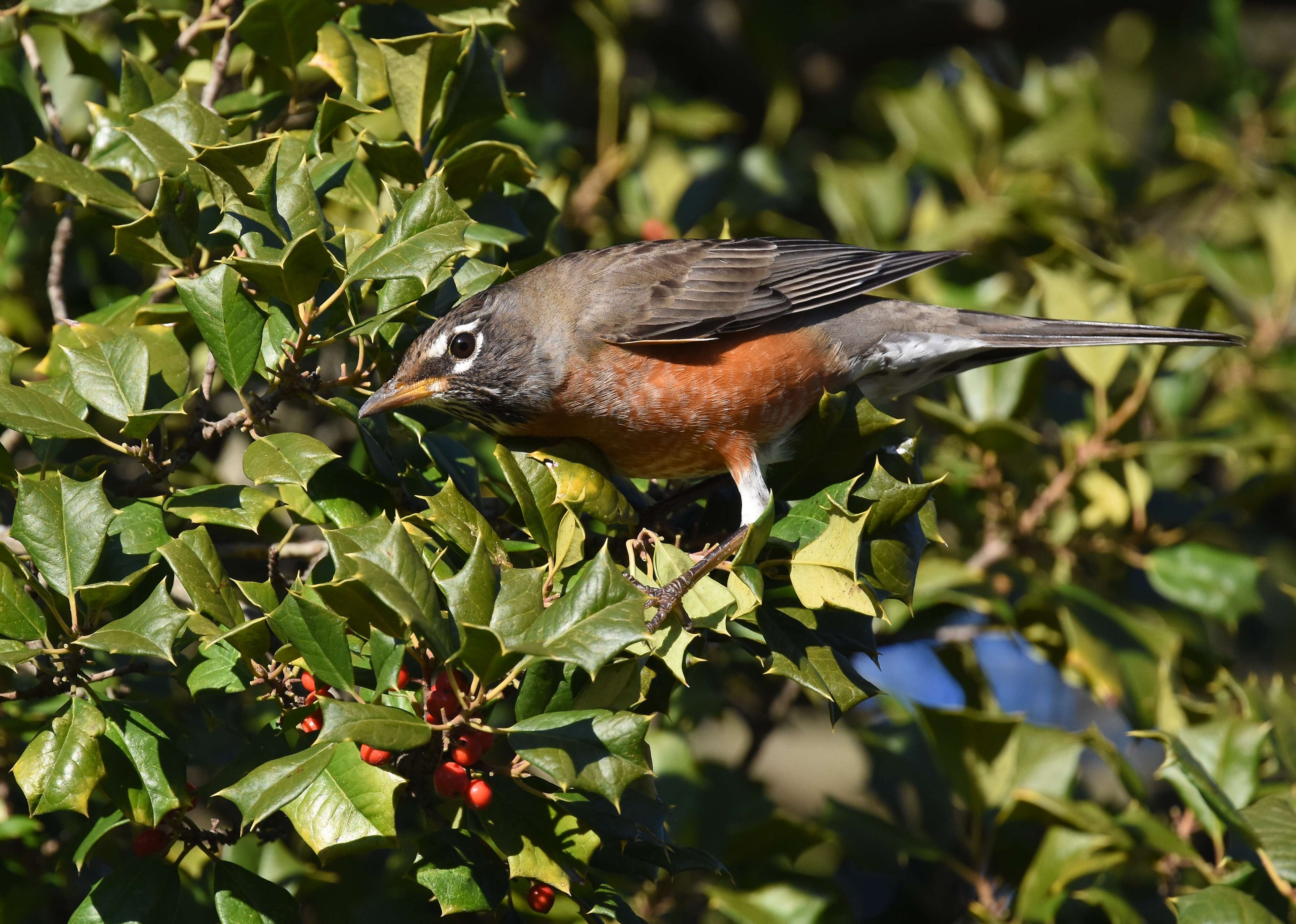 Image of American Robin