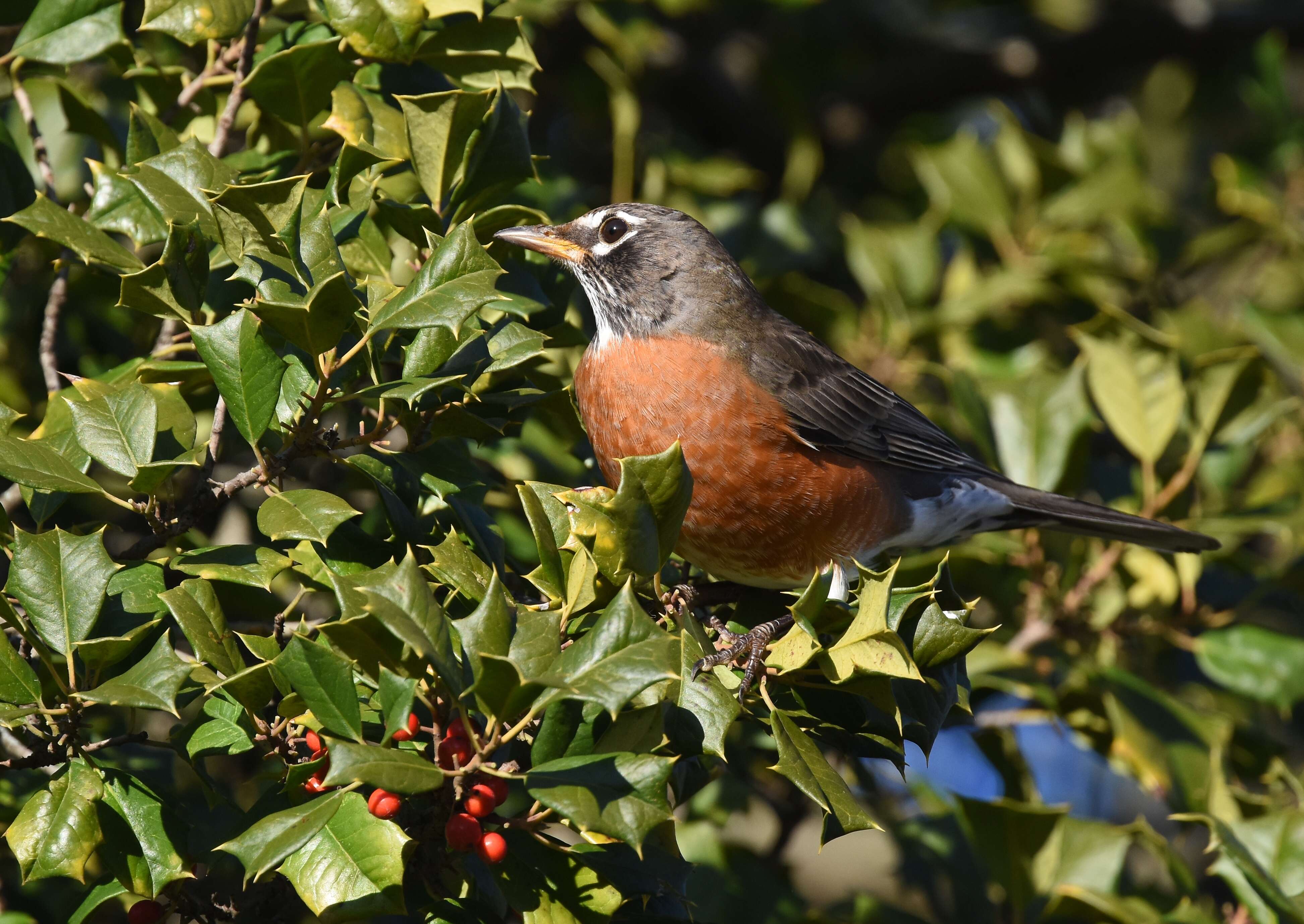 Image of American Robin