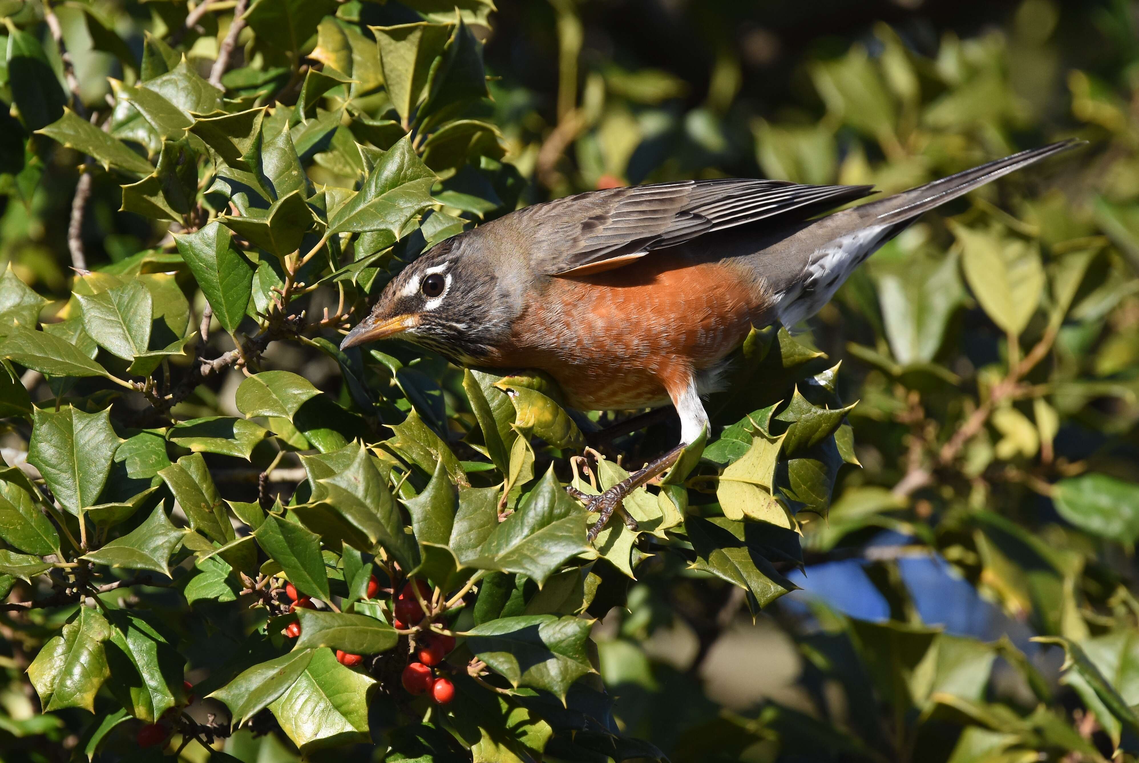 Image of American Robin