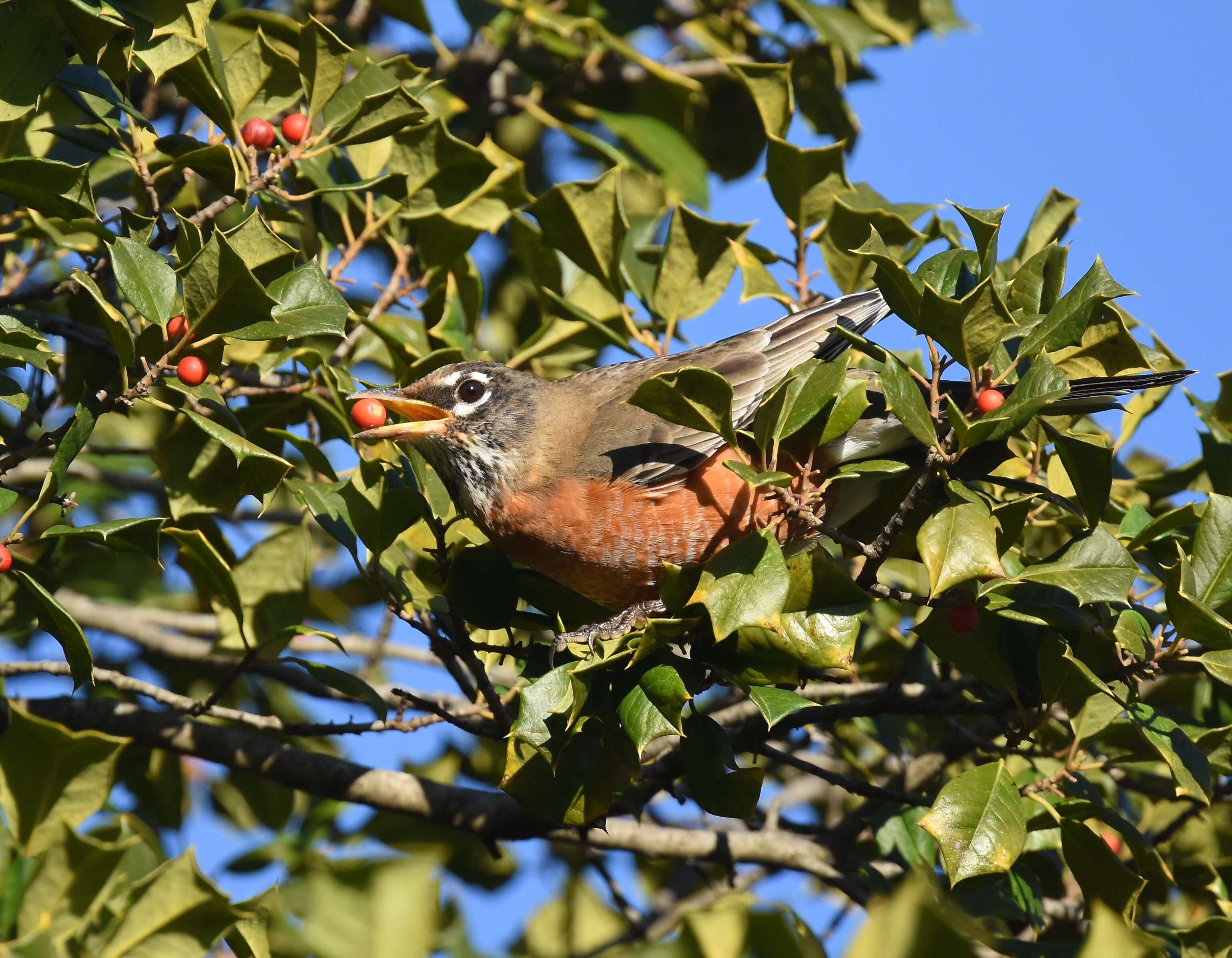 Image of American Robin