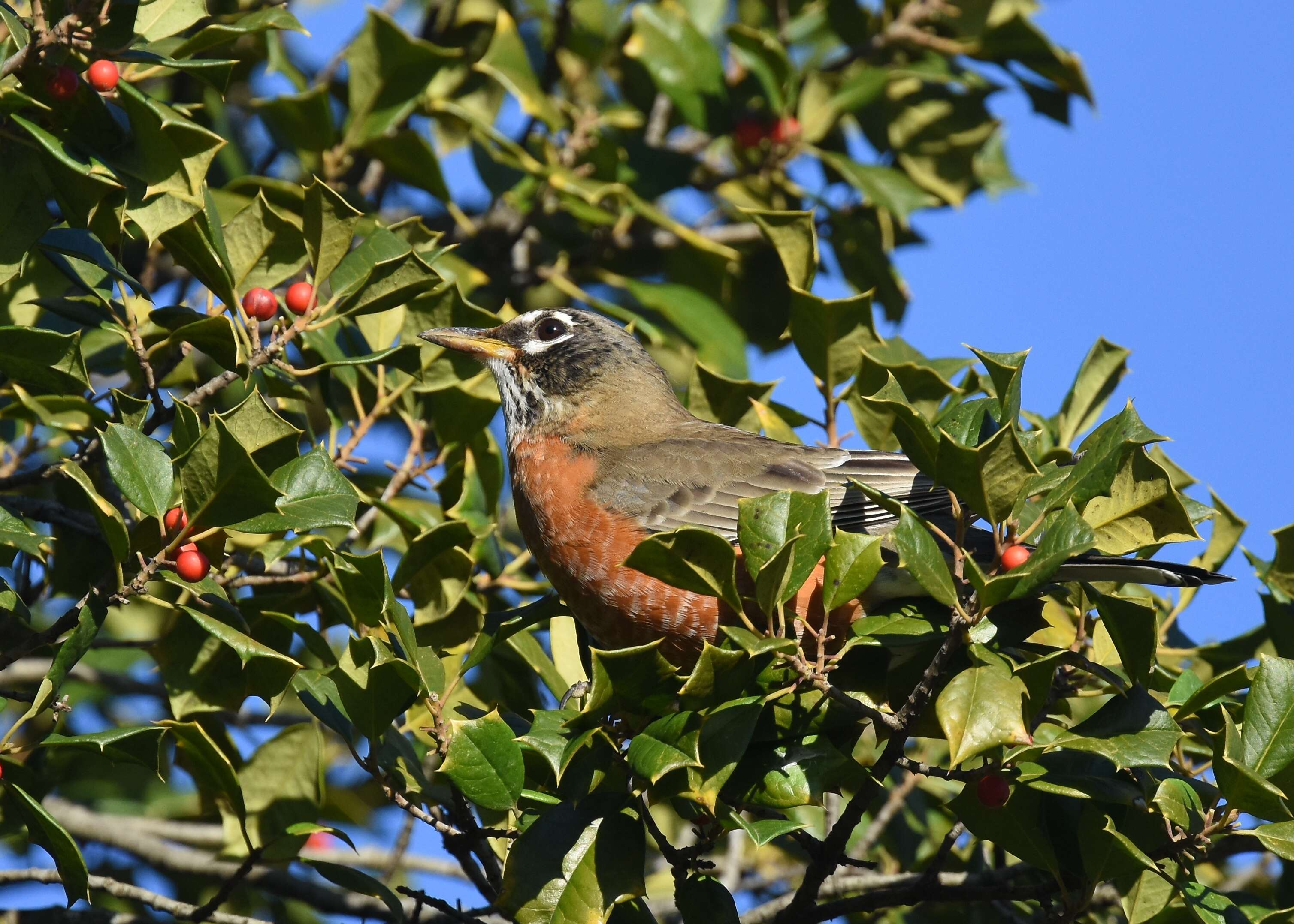 Image of American Robin