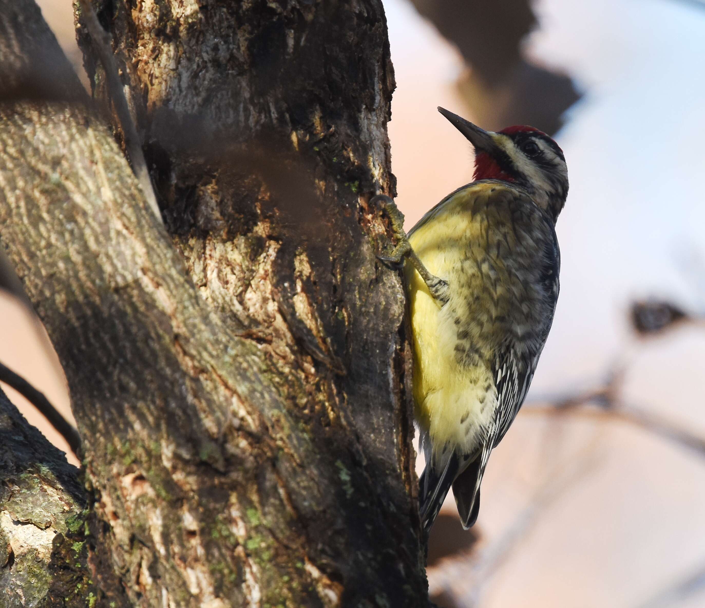 Image of Sapsucker