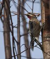 Image of Sapsucker