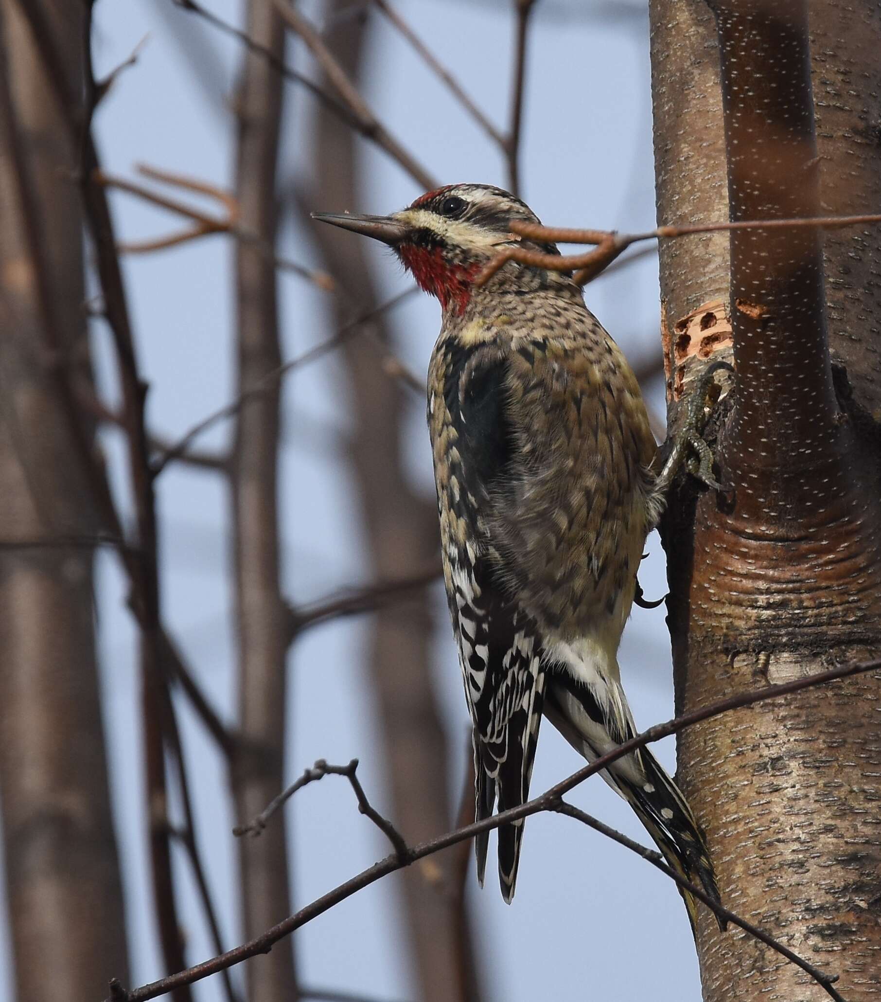 Image of Sapsucker