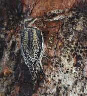 Image of Sapsucker