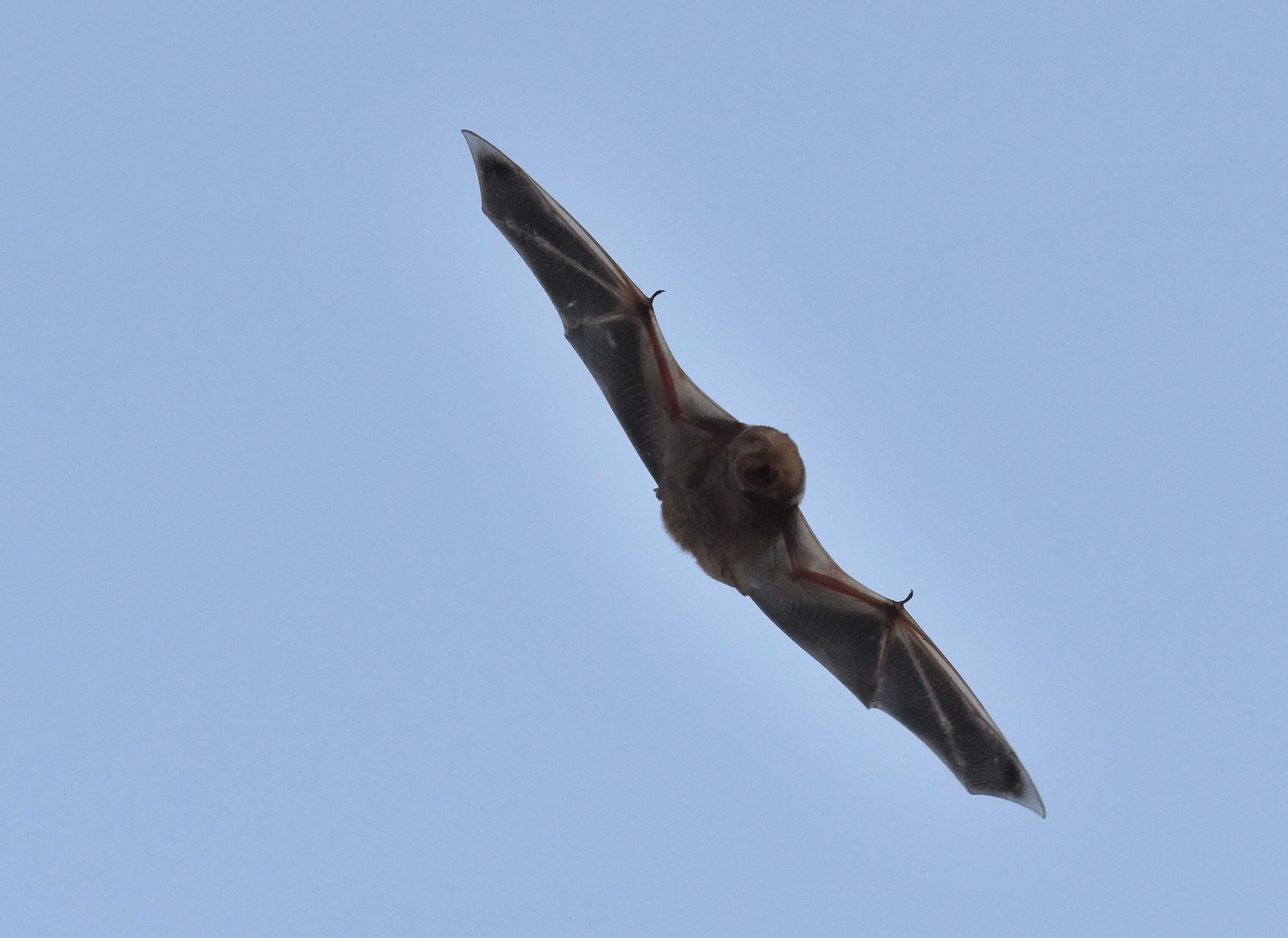 Image de Chauve-souris rousse