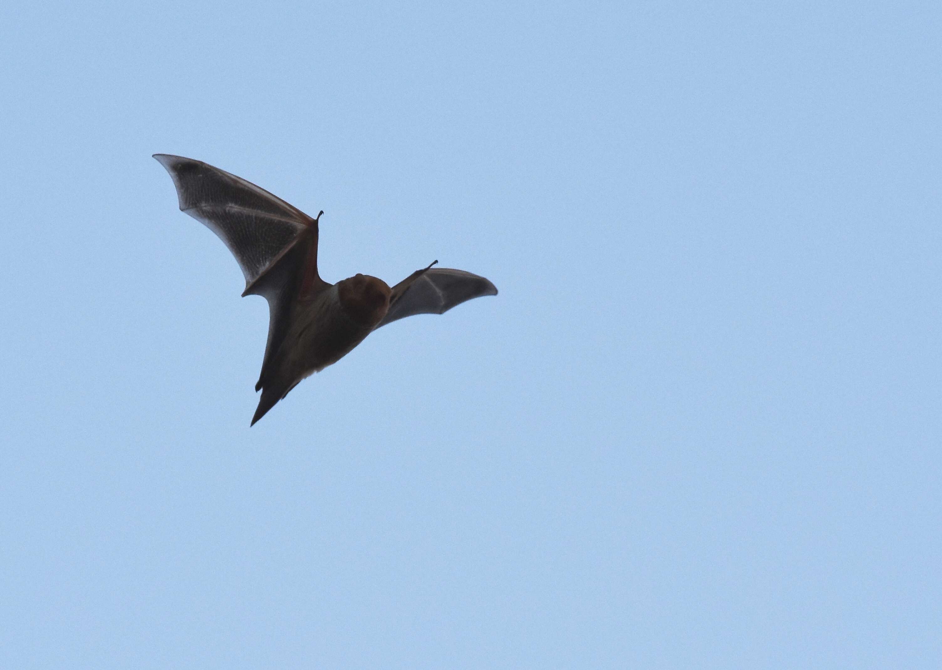 Image of Eastern Red Bat