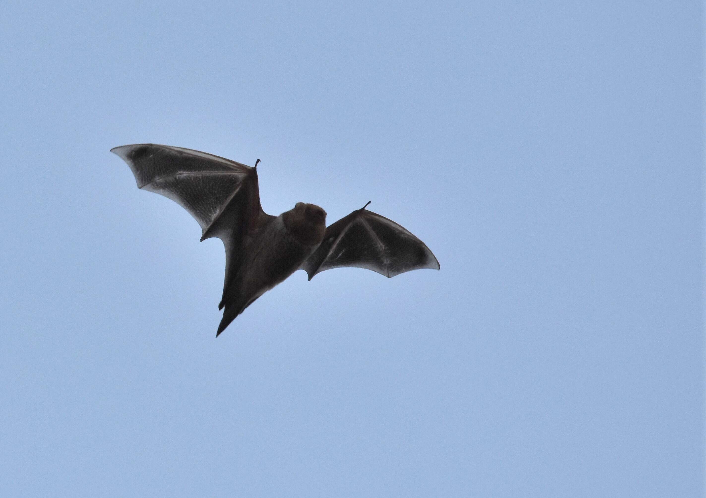 Image de Chauve-souris rousse