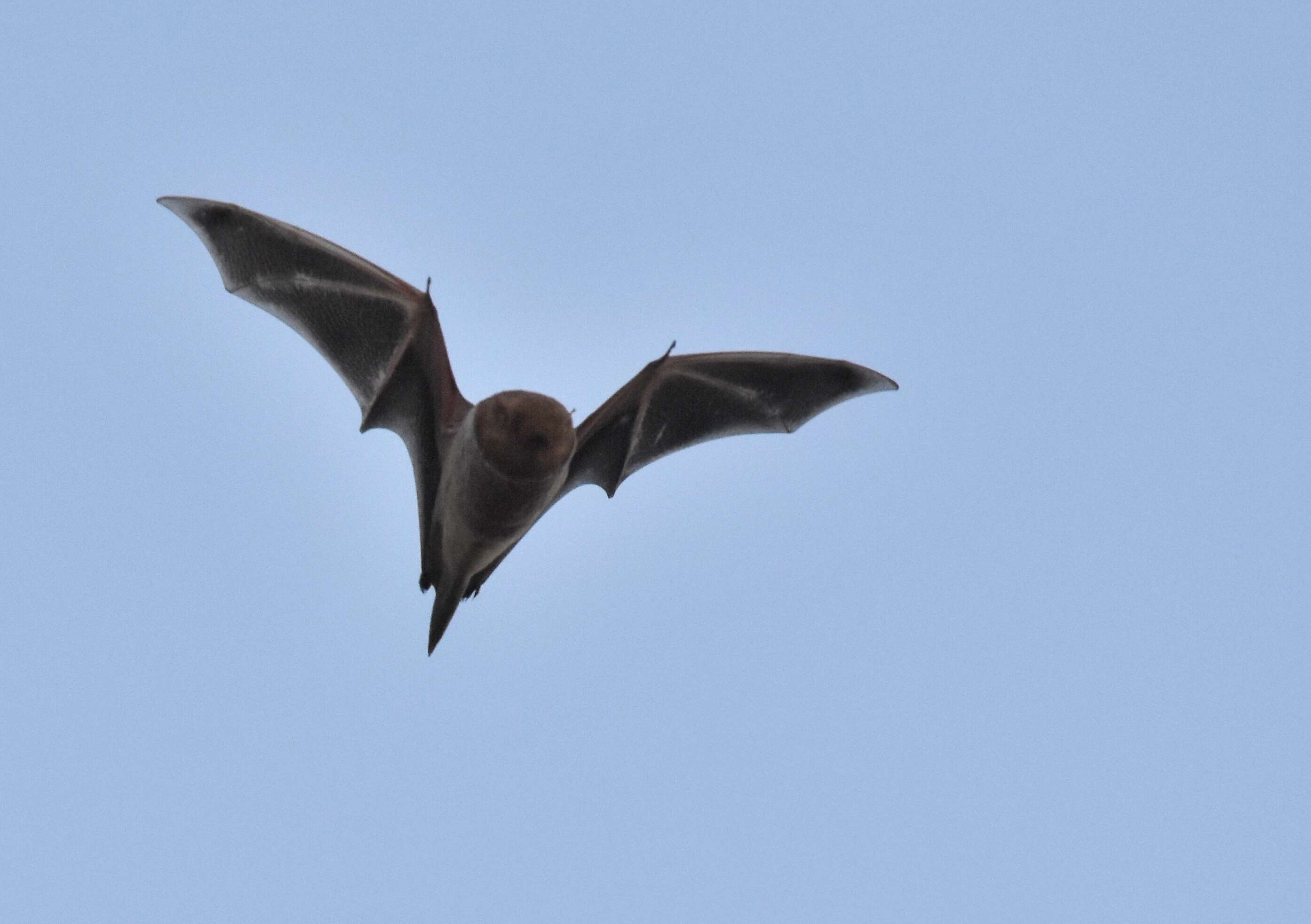 Image de Chauve-souris rousse