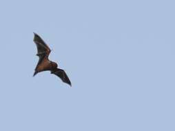 Image of Eastern Red Bat