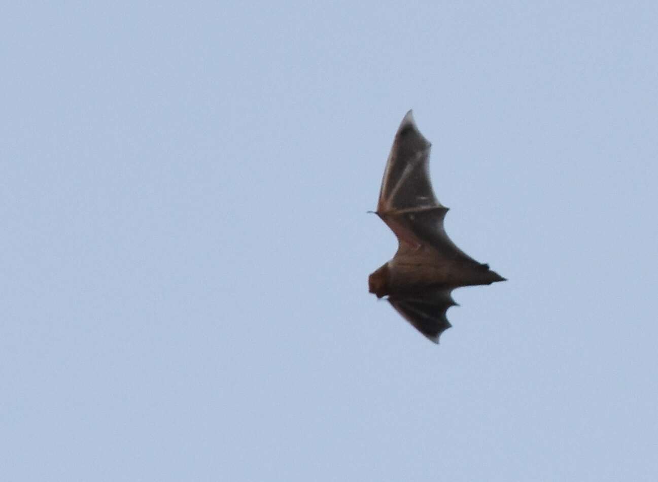 Image of Eastern Red Bat