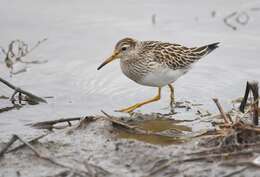 Image of Pectoral Sandpiper