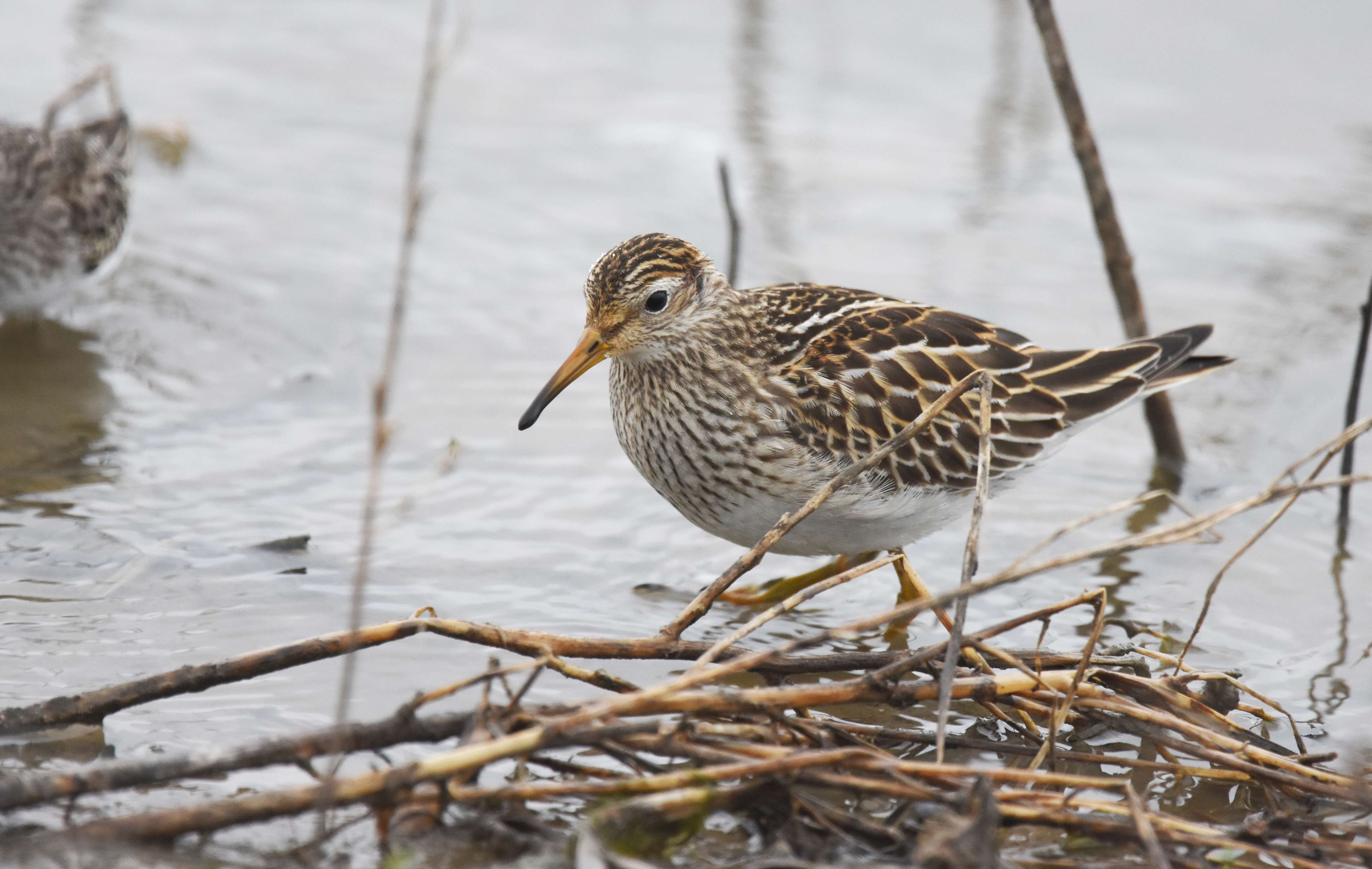 Image of Pectoral Sandpiper