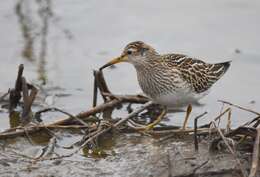 Image of Pectoral Sandpiper