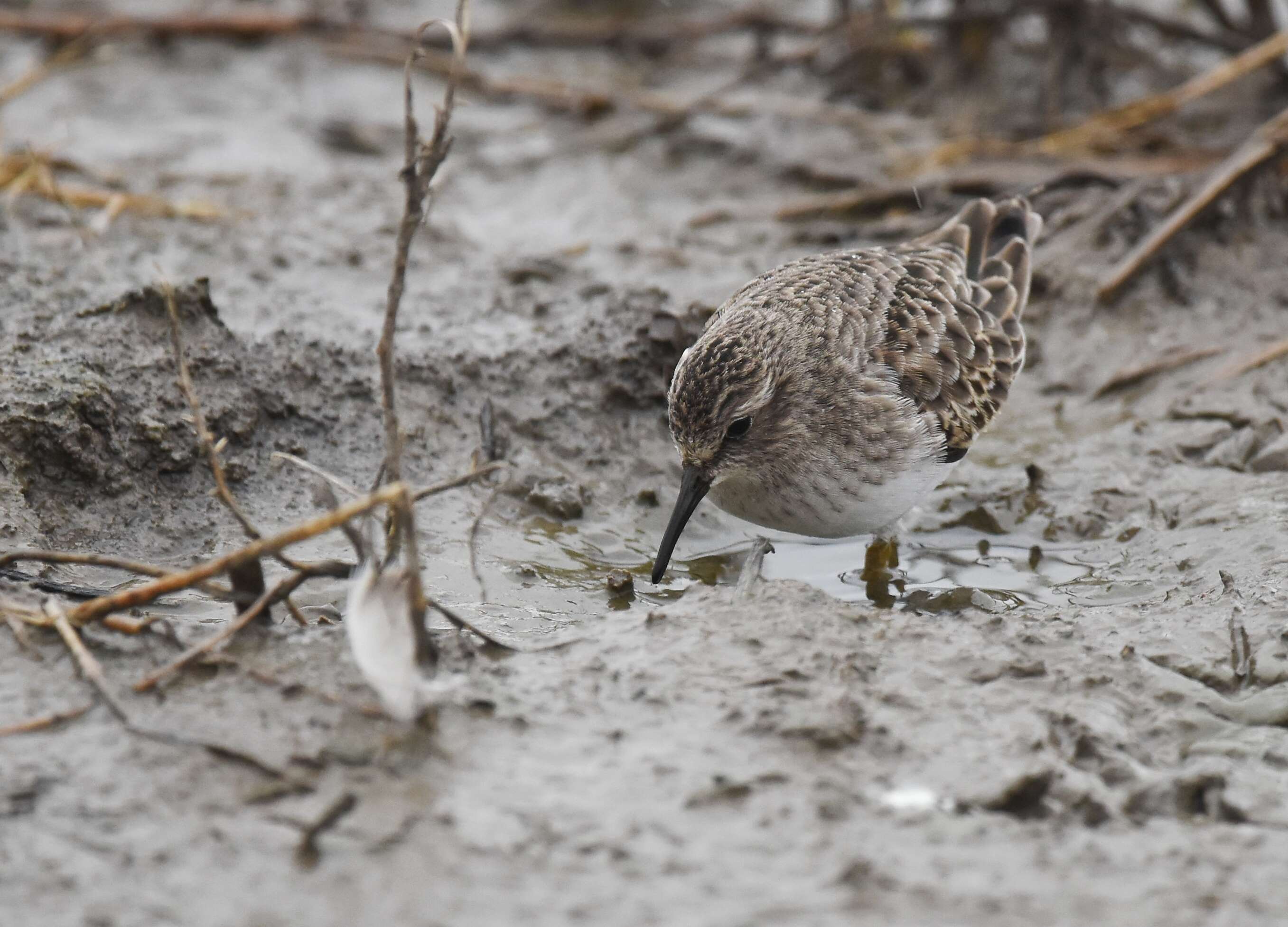 Image of Least Sandpiper